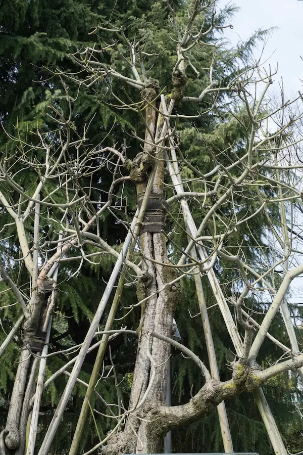 Aogiri Trees exposed to the bombing